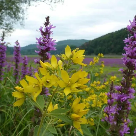 Wundervilla In Hessen In Waldnaehe