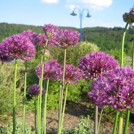 Villa Wundervilla In Hessen In Waldnaehe Vöhl