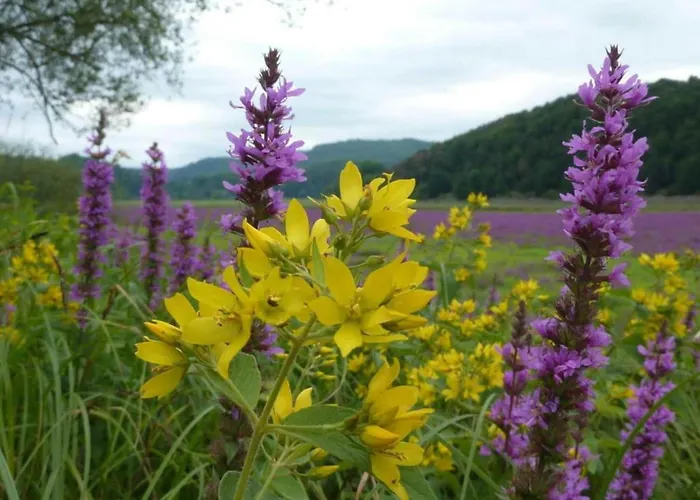 Wundervilla In Hessen In Waldnaehe