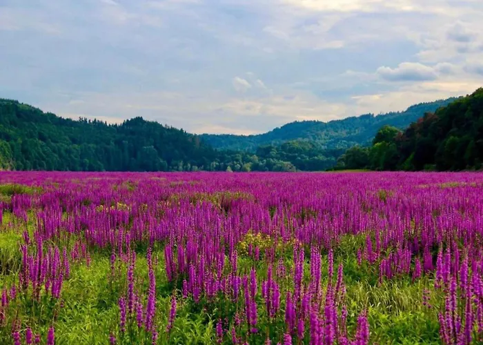 Wundervilla In Hessen In Waldnaehe *